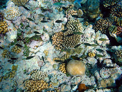 Underwater Adventure Package Image