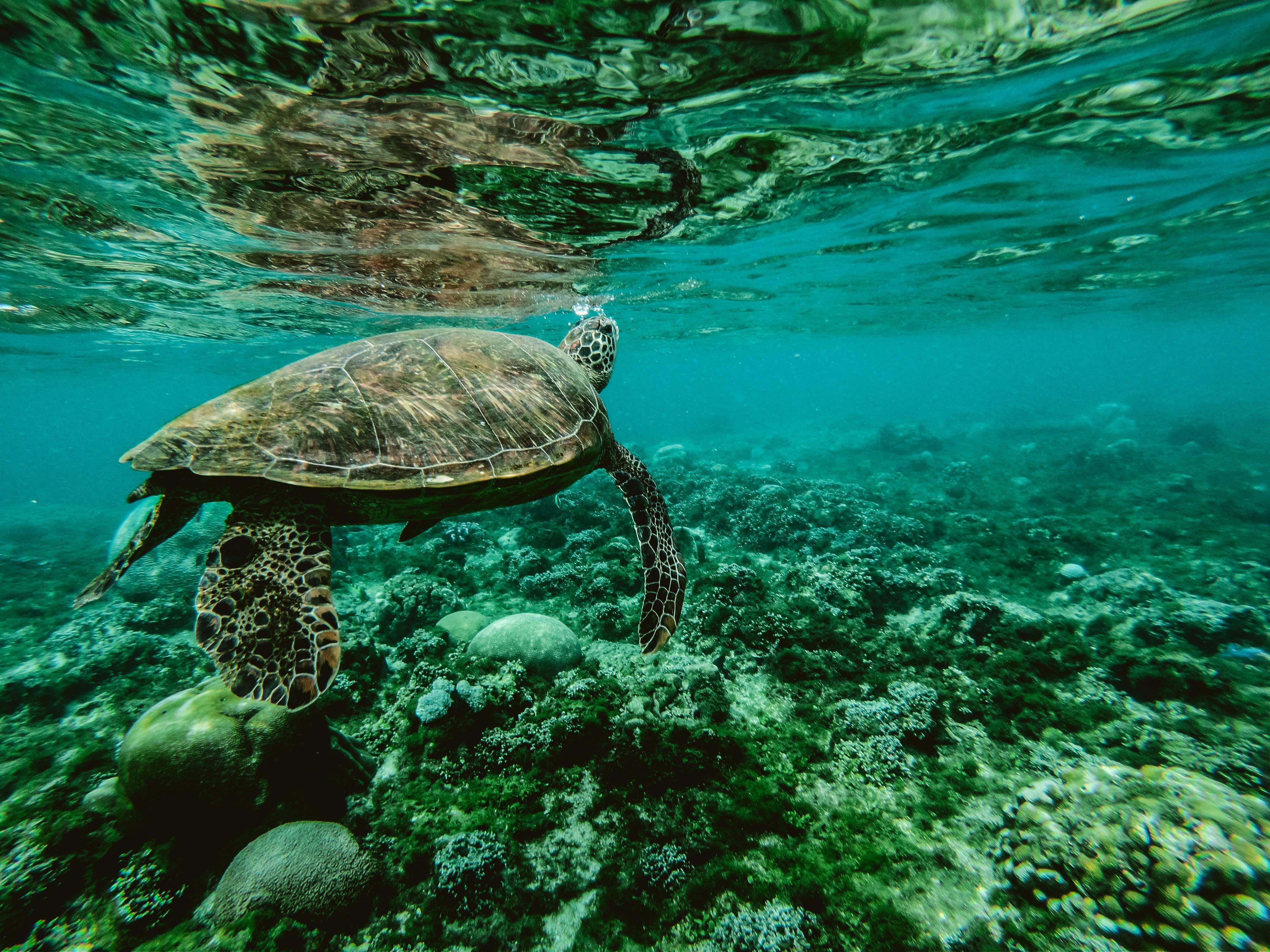 Wildlife